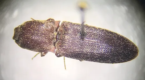Lacon impressicollis