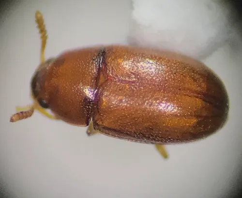 Pentaphyllus pallidus
