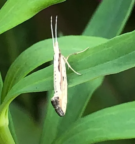 Dame's Rocket Moth