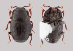 Plegaderus transversus thumbnail 2