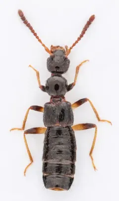 Apocellus sphaericollis thumbnail 4