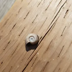 Marsh Ramshorn thumbnail 2