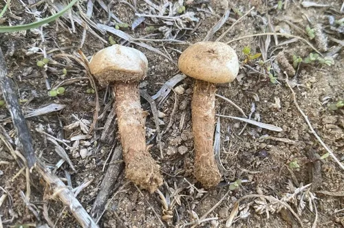 Tulostoma punctatum