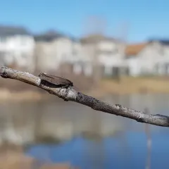 Early Aspen Leafroller Moth thumbnail 4