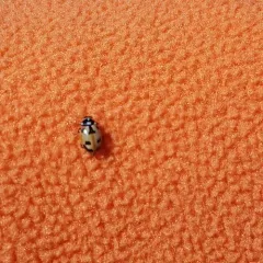 Parenthesis Lady Beetle thumbnail 2