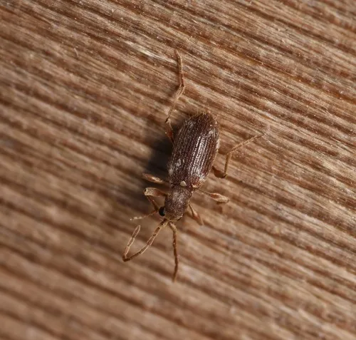 Hairy Spider Beetle