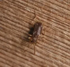 Hairy Spider Beetle thumbnail 1