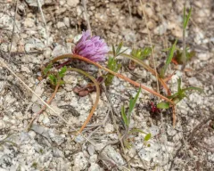 Southern Idaho onion thumbnail 4