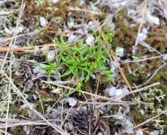 Appalachian sandwort thumbnail 3