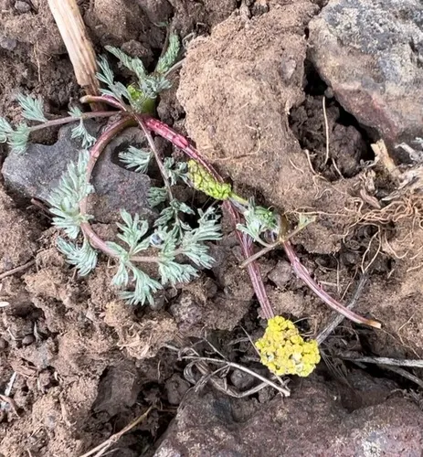 Umtanum Desertparsley