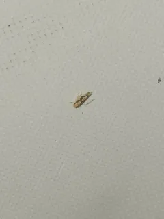 Virginia Creeper Leafhopper thumbnail 3