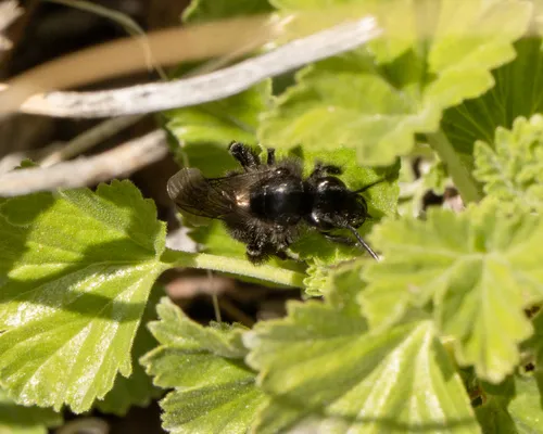 Porter's Miner Bee