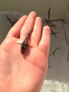 Sturgeon Poacher thumbnail 4