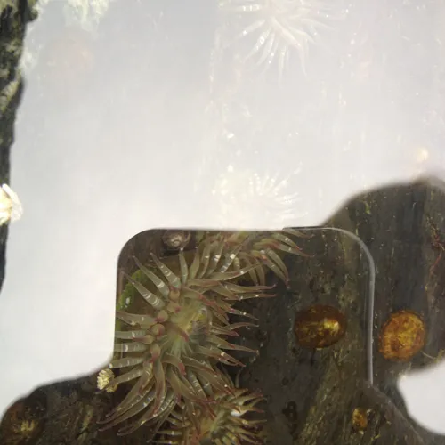 Aggregating Anemone