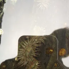 Aggregating Anemone thumbnail 1