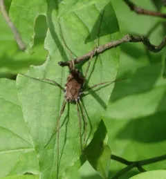 Speckled Harvestman thumbnail 2