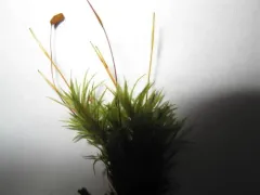 Warrior Moss thumbnail 4