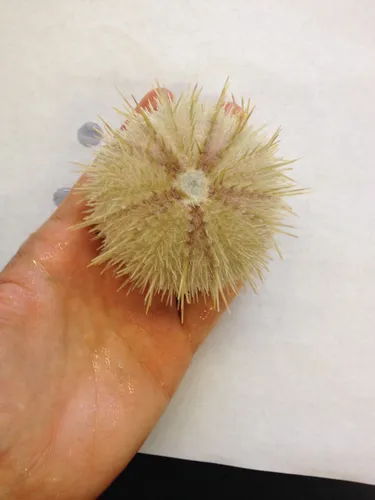 Pale urchin