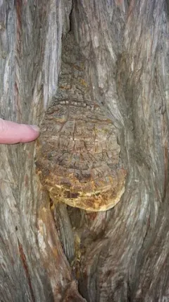Pyrofomes juniperinus thumbnail 4