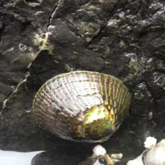 Mask Limpet thumbnail 4