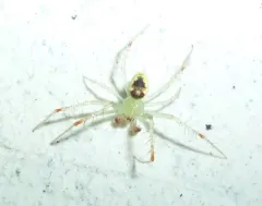 Araneus niveus thumbnail 1