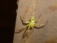 Araneus bonsallae thumbnail 2