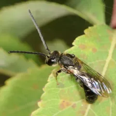 Quebec Sweat Bee thumbnail 4