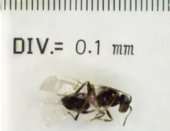 Neuroterus niger thumbnail 2