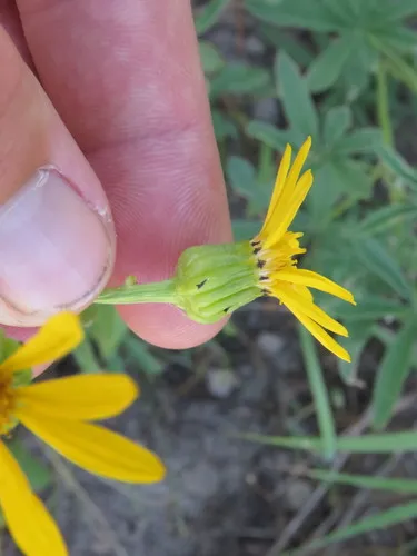 Thickleaf Ragwort