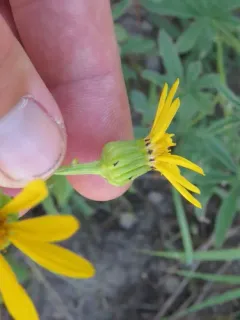 Thickleaf Ragwort thumbnail 1