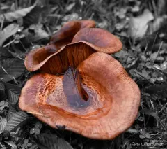 Coppery Pax thumbnail 1