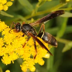 Northern Paper Wasp thumbnail 4
