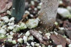Little Yellow Ant thumbnail 4