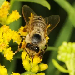 Western Honey Bee thumbnail 2