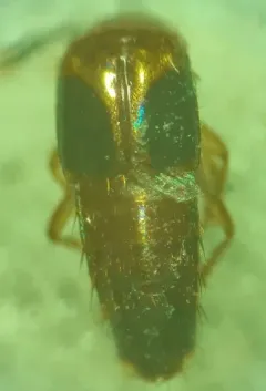 Lordithon cinctus thumbnail 2