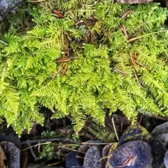 Ostrich-plume Moss thumbnail 2