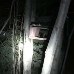 Northern Flying Squirrel thumbnail 2