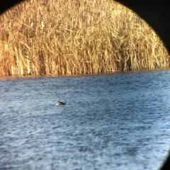Ruddy Duck thumbnail 3
