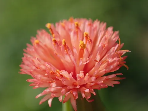 Red Tasselflower