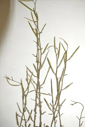 Long's Bittercress