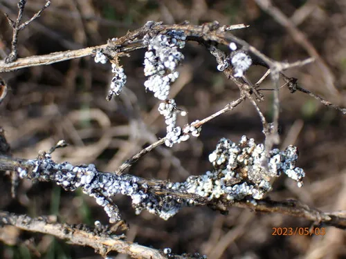 Physarum daamsii