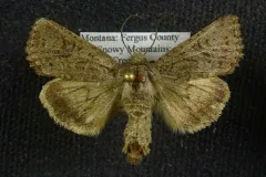 Anarta oregonica thumbnail 4