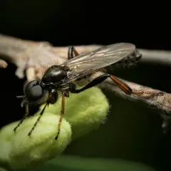 Shaggy St Mark’s Fly thumbnail 2