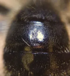 Toothed Miner Bee thumbnail 2
