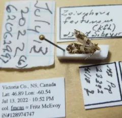 Yellow Spruce Budworm Moth thumbnail 4