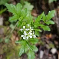 wavy bittercress thumbnail 3