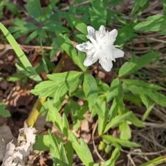 wood anemone thumbnail 2