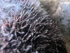 Melanospora lagenaria thumbnail 3