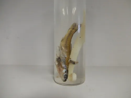 Ligula intestinalis