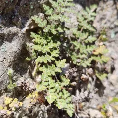 Fee's lip fern thumbnail 2